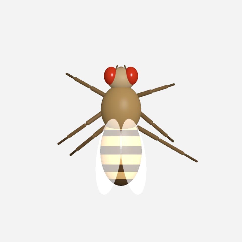 DesktopFly project preview