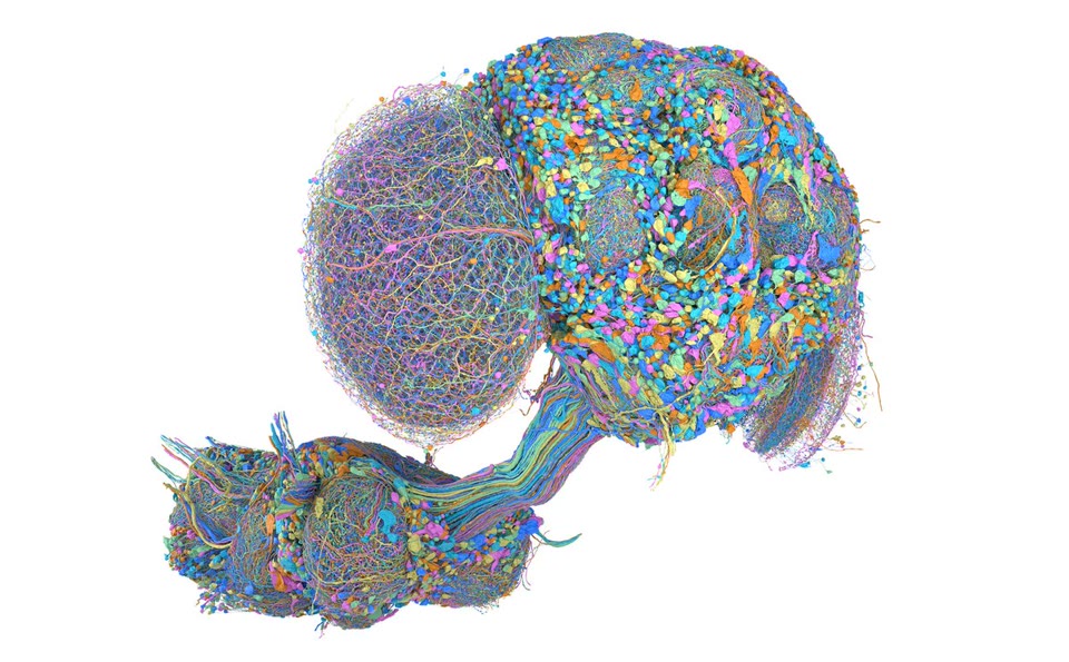 Color-coded reconstruction of neurons in the male fruit fly central nervous system