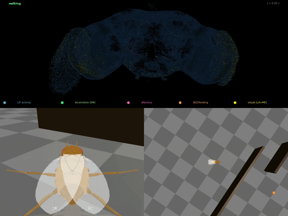 NeuroFly project preview