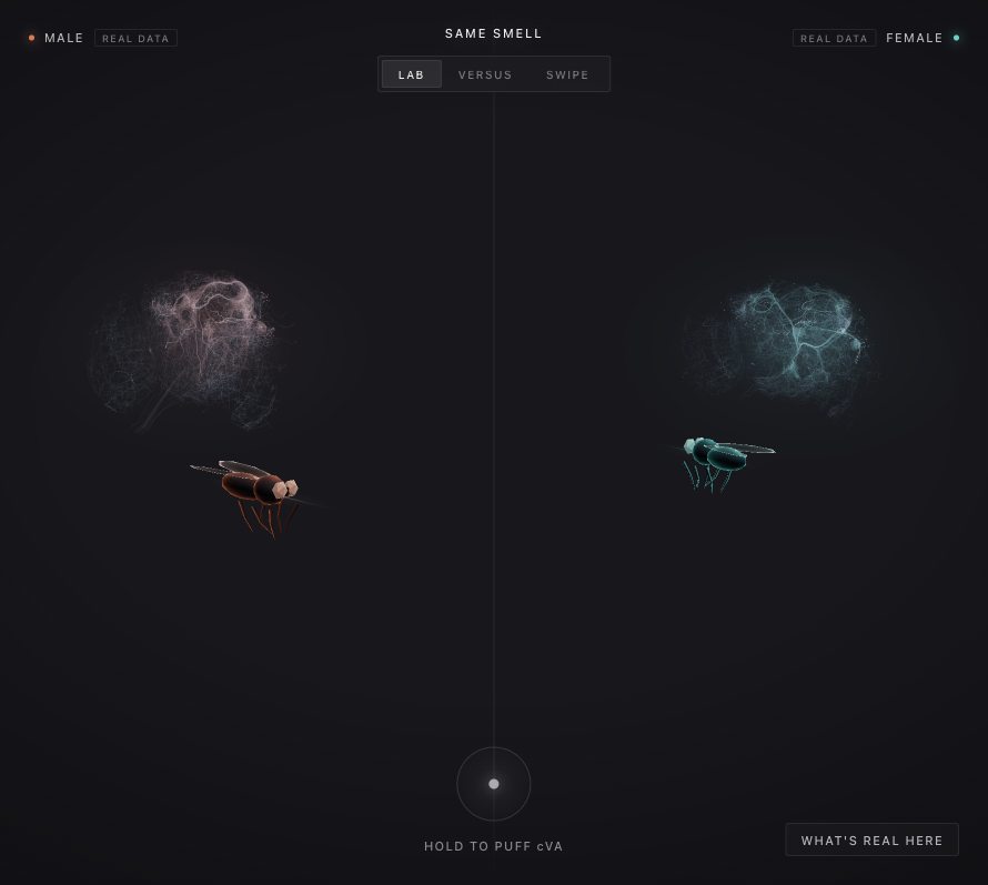 Same Smell project preview