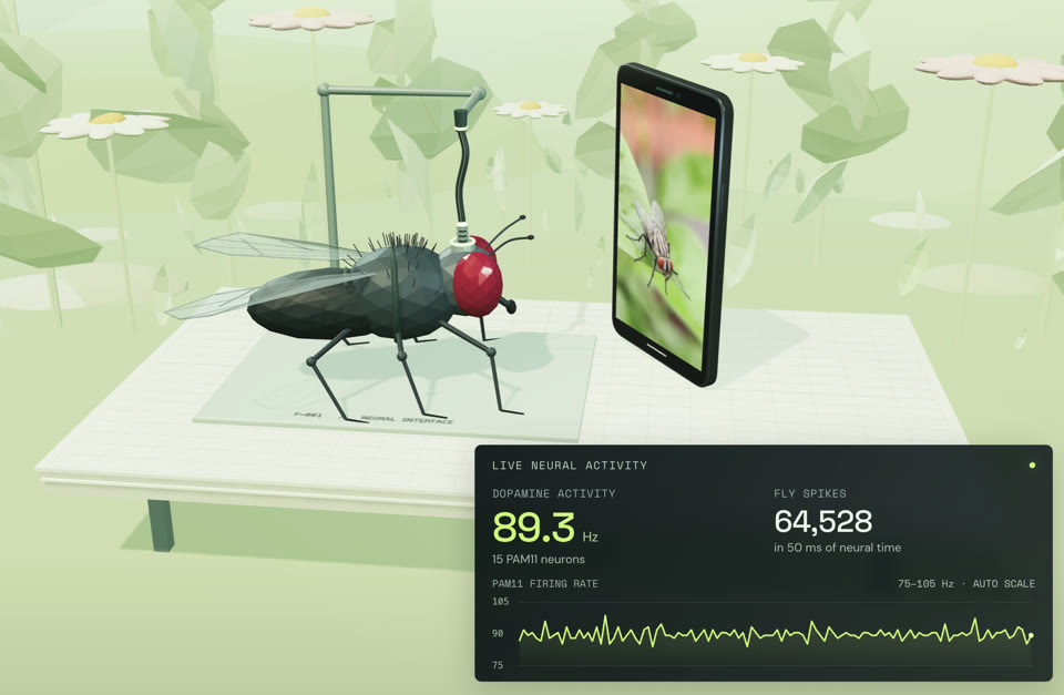 Fly / Wirehead project preview